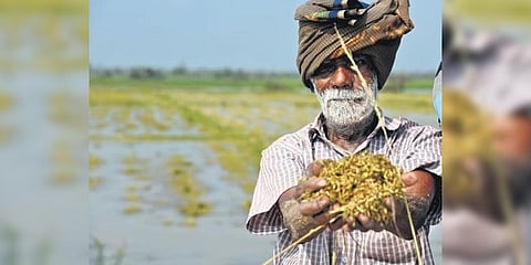 File photo of a farmer displaying his rain-affected crop | Express