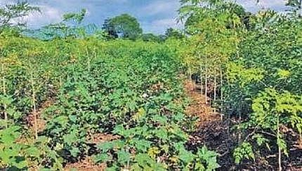 Dwarf variety drum sticks b eing grown as an intercrop along with cotton I EXPRESS