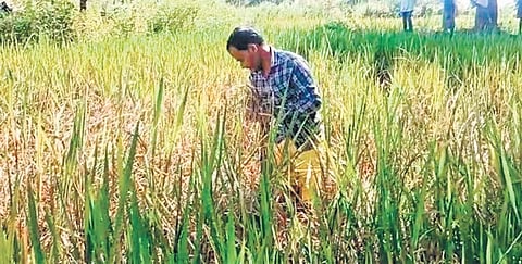A farmer inspecting his paddy crop infected by BPH in Boden block | Express