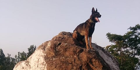 End of a Battle: Indian Army’s Assault Dog “Zoom”.