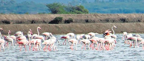 Flamingoes at the wetlands of Point Calimere on Wednesday | Express