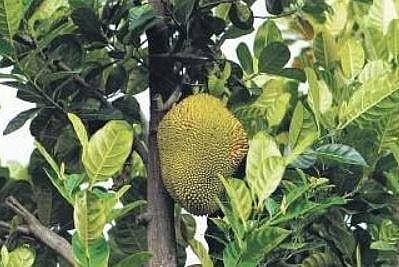 Plavila, painting, and the ‘Agatha Christie’ twist