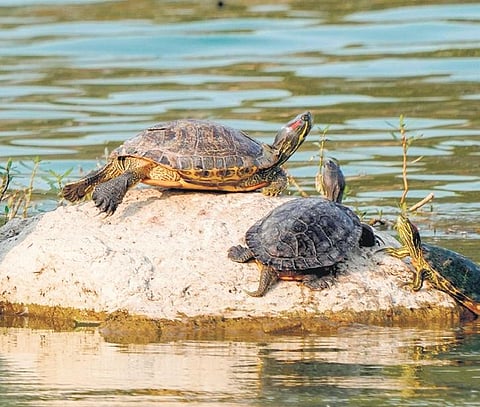 Invasive red-eared slider turtles found at Kapra lake