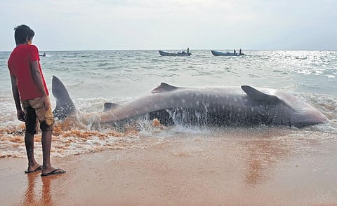 A dead whale shark that washed up on the shore after getting tangled in fishing nets