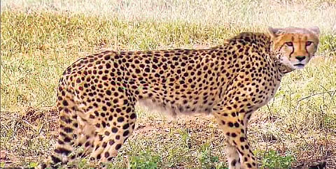 Namibia Cheetahs’ shifting to larger enclosures at Kuno National Park delayed