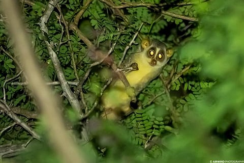 Slender loris sanctuary will put Kadavur on national map, say Karur residents
