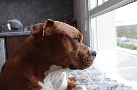 Pitbull, Rottweiler, Dogo Argentino dog breeds banned as pets in Ghaziabad 