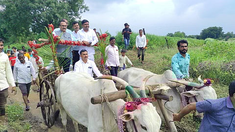 Maharashtra minister Atul Save touring rain-affected villages in Jalna district in a decorated bullock cart to assess crop damages. (Photo | Mla Narayan Kuche Twitter)