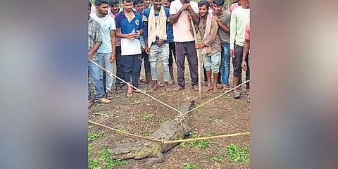Villagers of Hosur in Bailhongal taluk on Sunday capture the crocodile | EXPRESS