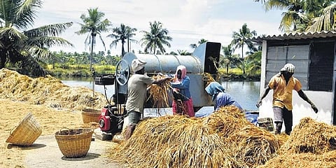 Workers bundle up the pokkali paddy harvested using machines from a field at Kadamakkudy in Kochi on Monday | A Sanesh