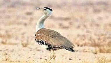 The Great Indian Bustard at Siruguppa in Ballari