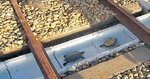 Turtles having a smooth cross-over through a U-shaped ditch built under a railway track in Japan