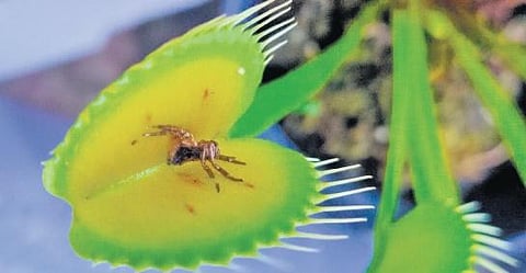 Lakshmi Ashok Kumar has set up a mini jungle with over 50 species of these plants that eat insects.