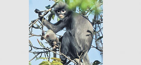 Monkey shows up at funeral of 'human companion', tries to wake him up