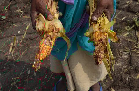 Fall armyworms found on crops (File photo) | Express