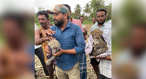 Forest department personnel with the leopard cubs found in a sugarcane field. (Photo | Express)