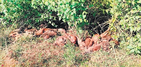 The carcasses of monkeys, which were found at Silagam village in Kaviti mandal of Srikakulam district on Tuesday I express