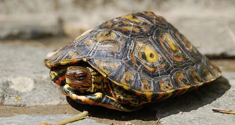 Recordings from over 50 species show some 'mute' animals communicate with sounds