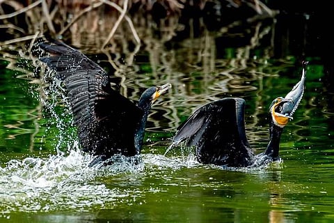 Seven villages around Vellode bird sanctuary celebrate cracker-free Deepavali