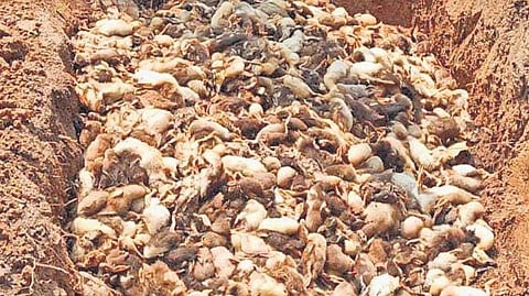 Representational Image: A farmer buries  his ducklings that died of avian flu in Kerrala. (File Photo)