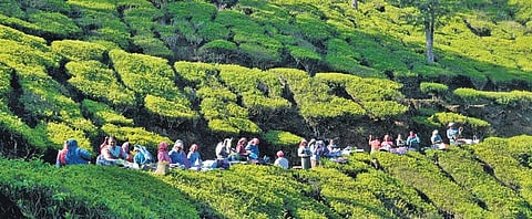 Woman plantation workers getting ready to pluck tea leaves | Vincent Pulickal