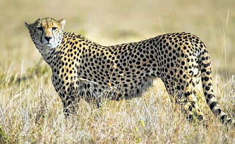 Female cheetah at Kuno National Park not pregnant, clear wildlife officials