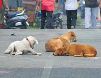 Rabies: precaution and treatment