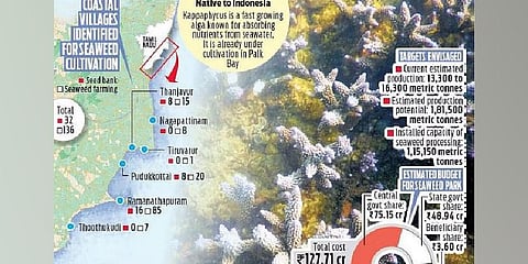 Tamil Nadu coral reefs in chokehold of exotic seaweed