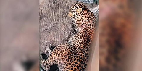 The leopard suffered injury on its stomach after it was caught in a snare at a garden in Gudalur on October 1