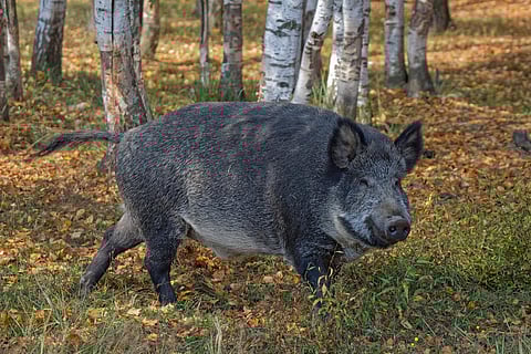 Image of wild boar used for representational purpose only (File Photo | EPS)