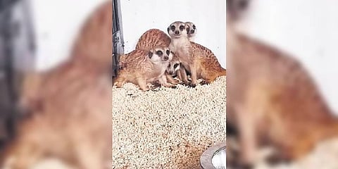 A pair of meerkats on display at the Nehru Zoological Park in Hyderabad on Thursday