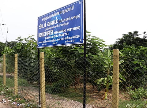 Miyawaki forest along the Canal Bank Road at Kotturpuram (EPS/Bala Sai R H)