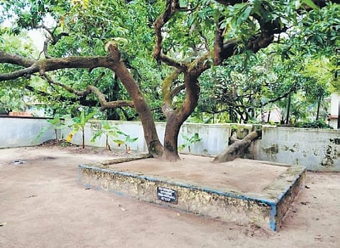 Gandhi visited the ashram and planted a mango tree which is known as ‘Gandhi Mavu’. Photo: Nagaraj Poduval)