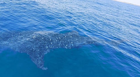 ‘Save Whale Shark campaign’ launched in Kerala