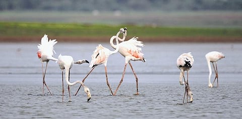 The proposed project is 5.5km from the bird sanctuary | Express