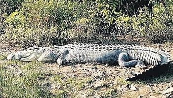 Odisha: K’para farmer fights off crocodile with sickle, injured