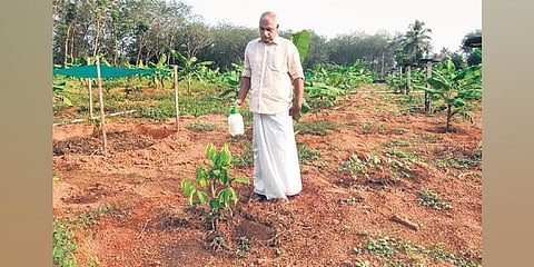 M C Saju at his 2.5-acre rambutan farm in Koothattukulam | express