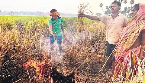 Farmers setting fire to their pest-infested crop at Baunsapal village in Nilagiri block