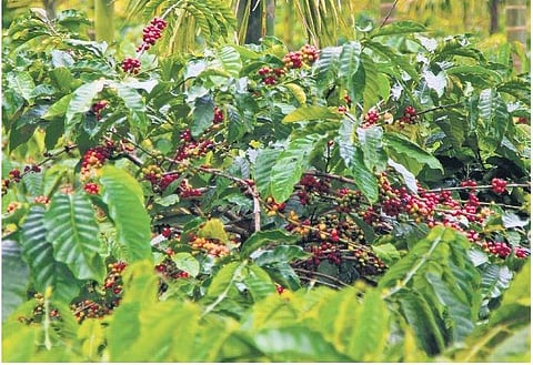 Resume subsidies, schemes for coffee growers: Karnataka Planters’ Association