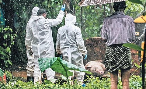 African swine fever spreads panic in Idukki, Wayanad; mass culling starts