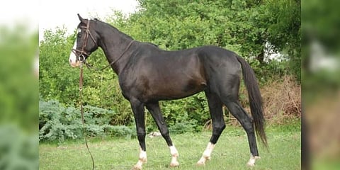 Marwari horses (Photo | Horsey Hooves)