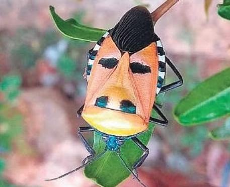 ​  A ‘Hitler bug’ spotted at Gadag | Express  ​