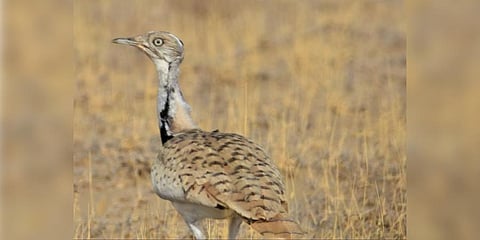 Houbara bustard bred. Image used for representational purpose (Photo | Syed Rizwan Mehboob @ Twitter)