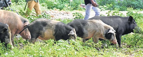 Farmers cry foul as smuggling of pigs continues in Kerala