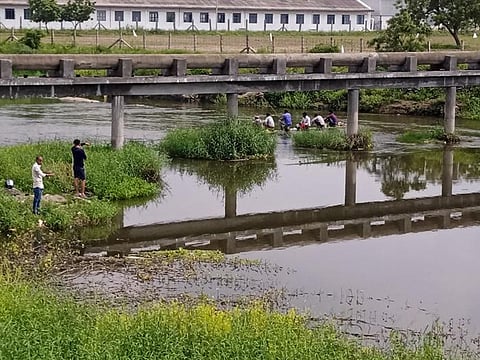 Jalebi fish galore in Noyyal river as rain washes away effluents