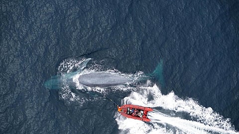 The researchers attach a tag to the back of a blue whale off the coast of California - Goldbogen Laboratory (File Photo | AFP)