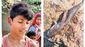 Bizarre: Cobra dies of child bite in Chhattisgarh
