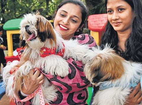 Pet parents show their furry ‘children’ at the Pet Fed Festival at Jayamahal Palace in Bengaluru on Sunday | Shashidhar Byrappa