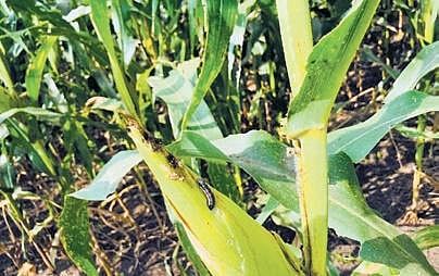 The maize crops affected by fall armyworm in Arumadal in Perambalur | Express