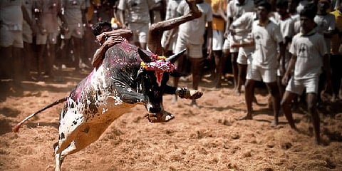 Jalikattu (Photo | Wikimedia Commons)